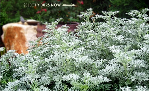 Artemisia