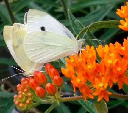 asclepias-tuberosas.jpg