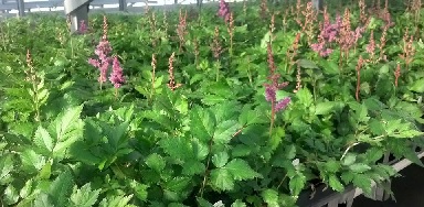 astilbe-flats.jpg