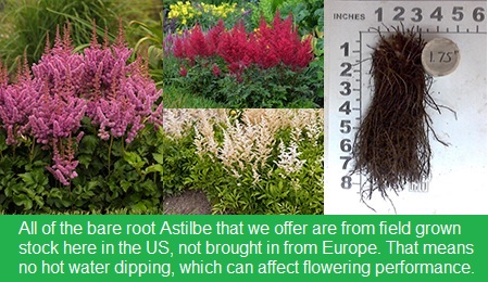 astilbes-bareroot.jpg