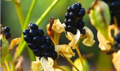 belamcanda-the-blackberry-lily.jpg