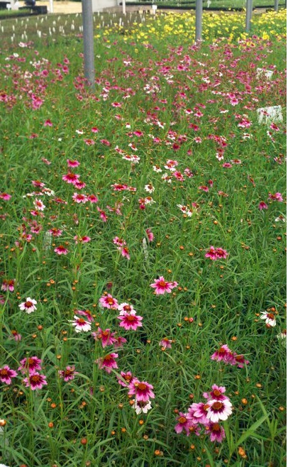 coreopsis.jpg