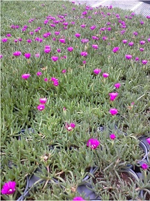 delosperma-cooperi-flats.jpg
