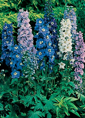 delphinium.jpg