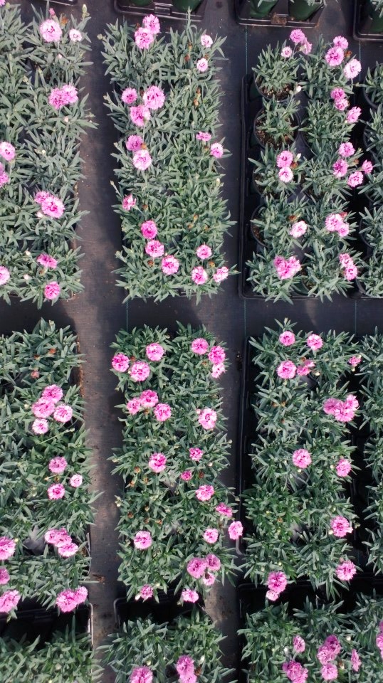 dianthus-pop-star-.jpg