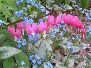 dicentra-spectabilis-old-fashioned-bleeding-heart.jpg