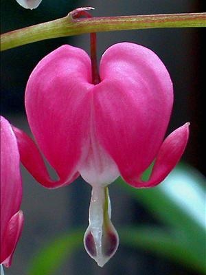 dicentra.jpg