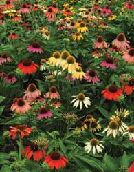 echinacea-field.jpg