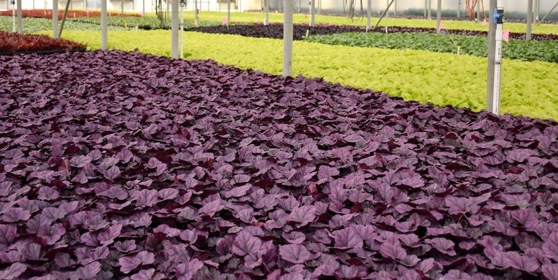 Heucheras or Heucherellas?