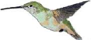 hummingbird.jpg