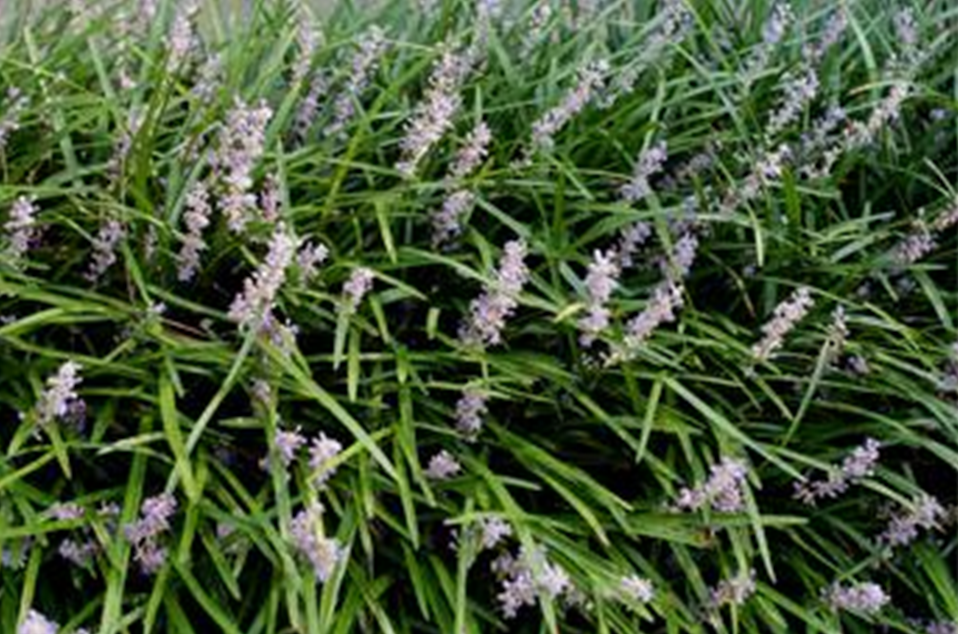 liriope-spicata.jpg.png