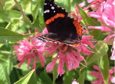 monarda-butterfly