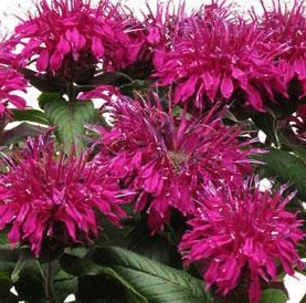 monarda.jpg