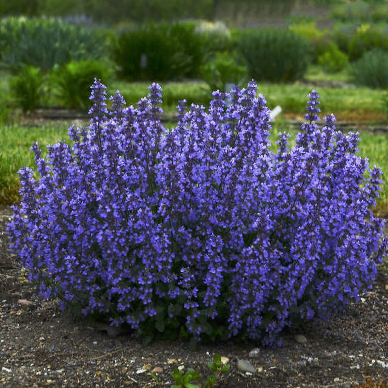 Nepeta 'Cat's Pajamas' 